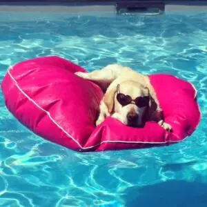 Dog with sunglasses relaxing on a pink pool float in a sparkling blue pool